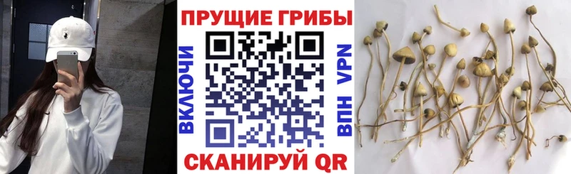 omg как войти  Агрыз  Псилоцибиновые грибы MAGIC MUSHROOMS 